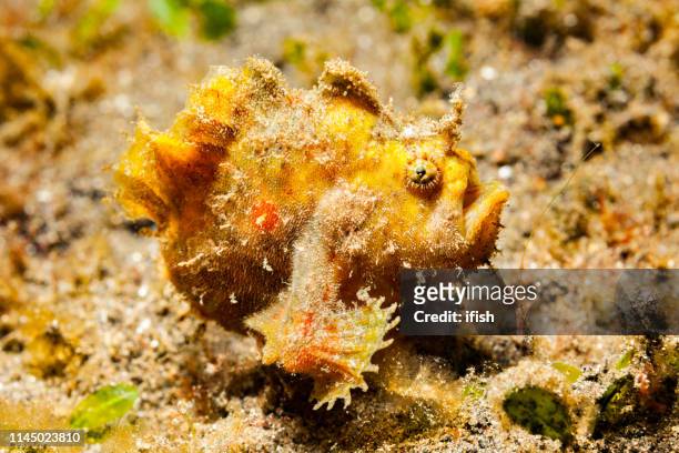 junge hispid frogfish antennarius hispidus in der gelben phase, lembeh straße, nord-sulawesi, indonesien - anglerfisch stock-fotos und bilder