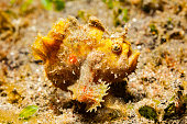 Young Hispid Frogfish Antennarius hispidus in Yellow Phase, Lembeh Strait, North Sulawesi, Indonesia
