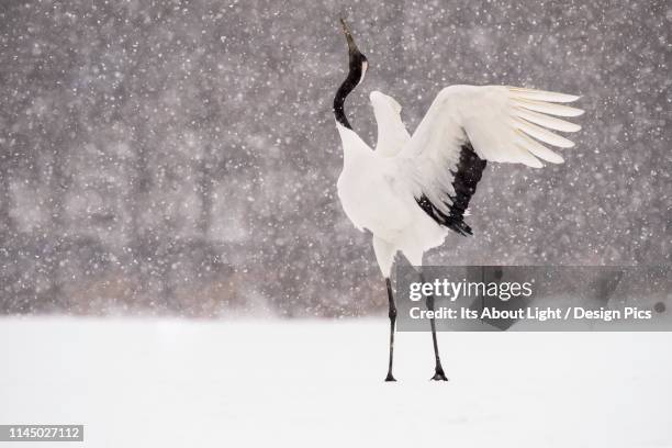 japanese crane (grus japonensis) displaying with head in the air during a snowfall - japanese crane stock pictures, royalty-free photos & images