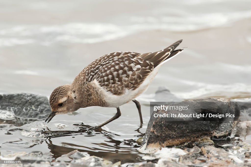 White-rumped sandpiper (Calidris fuscicollis)
