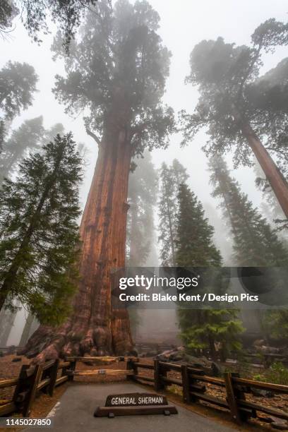 general sherman, world's largest tree, sequoia national park - giant sequoia stock-fotos und bilder