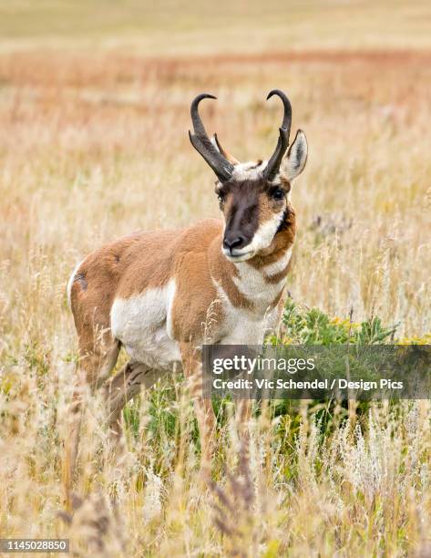 pronghorn (antilocapra americana) - pronghorn stock pictures, royalty-free photos & images