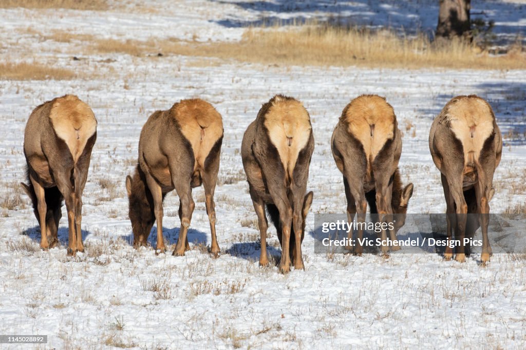 Bull Elk (Cervus canadensis) grazing in the light snow-covered field standing in a row with their white rears showing