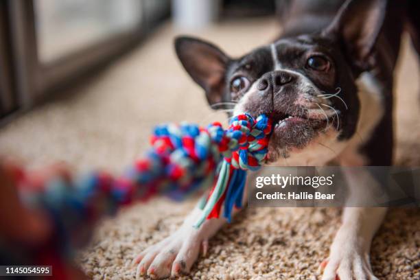 play time - dog's toy stockfoto's en -beelden