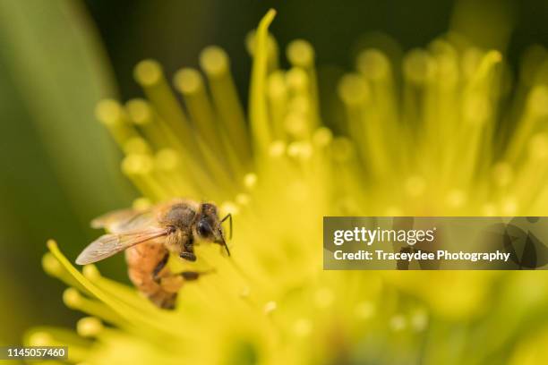 bee collecting pollen from a golden penda - xanthostemon chrysanthus stock pictures, royalty-free photos & images