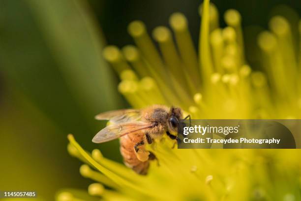 bee collecting pollen from a golden penda - xanthostemon chrysanthus stock pictures, royalty-free photos & images