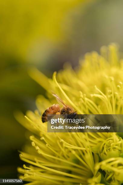a bee collecting pollen from a golden penda in australia. - xanthostemon chrysanthus stock pictures, royalty-free photos & images