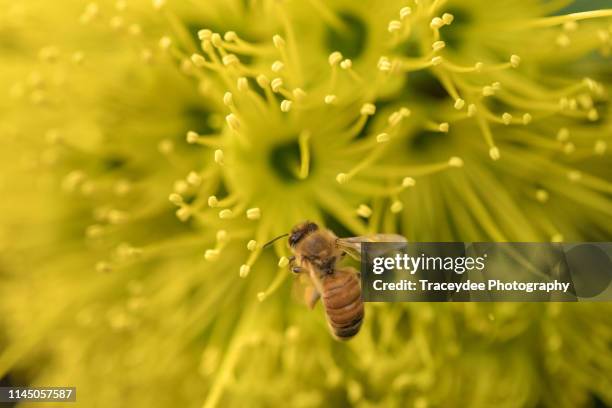 bee collecting pollen from a golden penda in australia - xanthostemon chrysanthus stock pictures, royalty-free photos & images