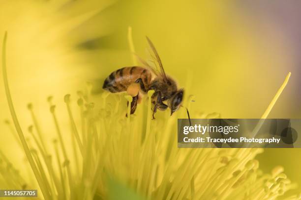 a close up of a bee collecting pollen from a golden penda - xanthostemon chrysanthus stock pictures, royalty-free photos & images
