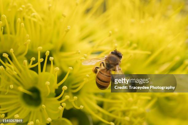 a bee collecting pollen from a golden penda - xanthostemon chrysanthus stock pictures, royalty-free photos & images