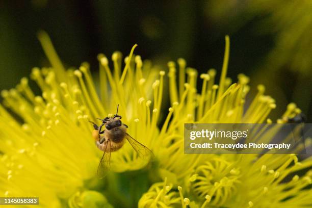 a bee collecting pollen from a fower of a  golden penda - xanthostemon chrysanthus stock pictures, royalty-free photos & images