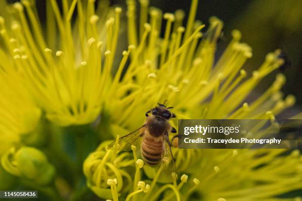bee collecting pollen from a flower of a golden penda - xanthostemon chrysanthus stock pictures, royalty-free photos & images