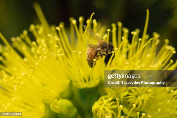 bee collecting pollen from a flower of a  golden penda - xanthostemon chrysanthus stock pictures, royalty-free photos & images