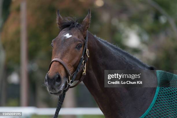 Satsuki Sho winner Saturnalia at the stable in Nakayama Racecourse on April 14, 2019 in Funabashi, Japan.