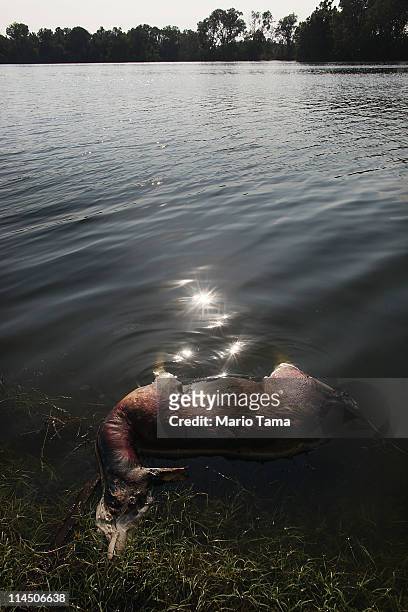 Dead deer floats in the Yazoo River floodwaters near Yazoo City May 22, 2011 in Yazoo County, Mississippi. Wildlife throughout the region have been...