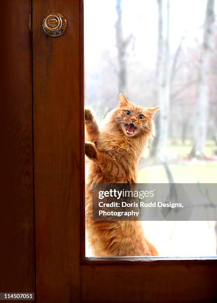 Cat Locking In Cat Lock Photos and Premium High Res Pictures - Getty Images
