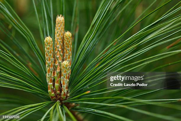 white pine - eastern white pine stock pictures, royalty-free photos & images