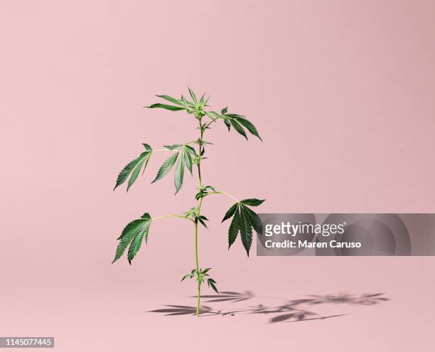 cannabis plant growing out of surface - california marijuana stock-fotos und bilder