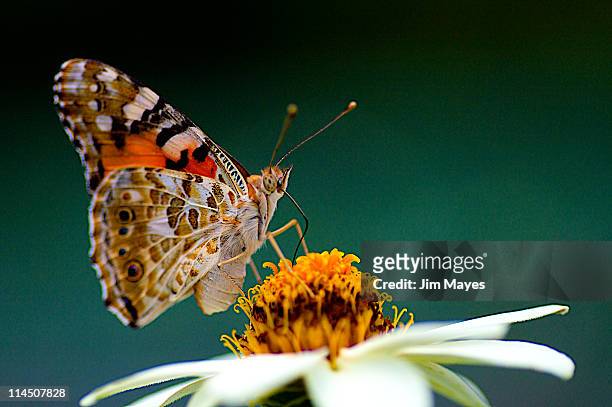 painted lady  vanessa cardui - painted lady butterfly stock pictures, royalty-free photos & images