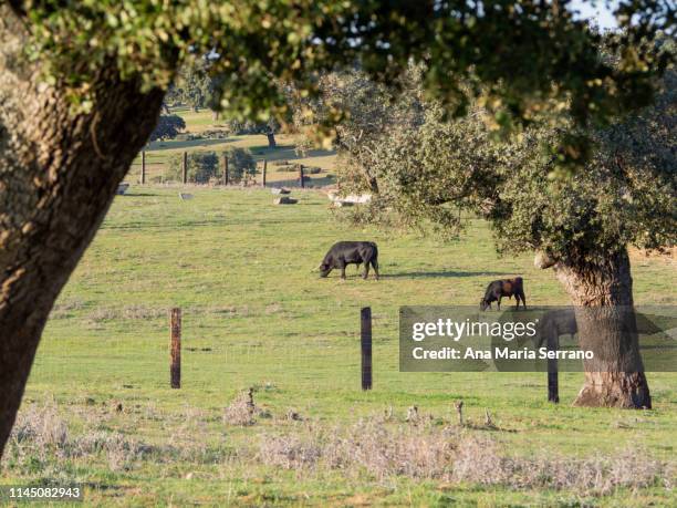 fighting bulls in the dehesa in salamanca (spain) - bullfighter fotografías e imágenes de stock