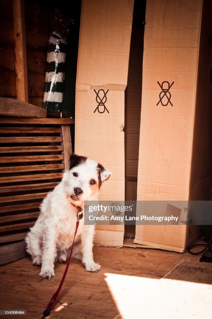 Jack Russel Terrier in the shed