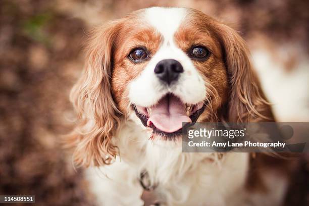 cavalier king charles spaniel - king charles spaniel stock pictures, royalty-free photos & images
