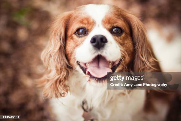 cavalier king charles spaniel - cavalier king charles spaniel stock pictures, royalty-free photos & images
