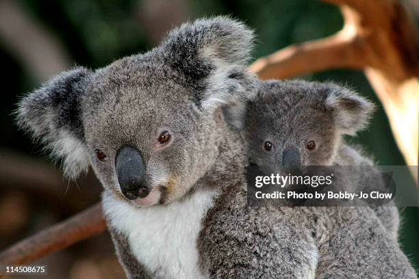 koala and joey - koala stock pictures, royalty-free photos & images