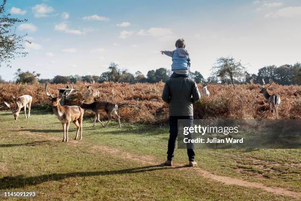 father with his son on his shoulders pointing to fallow deer in ferns, bushy park, london - daim photos et images de collection