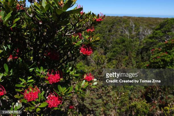 tasmanian waratah flower on the top of ironbound range - tasmanian wilderness stock pictures, royalty-free photos & images