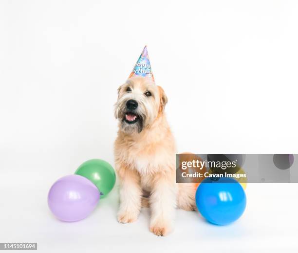 fluffy dog wearing birthday hat with balloons on white background. - party hat stock pictures, royalty-free photos & images