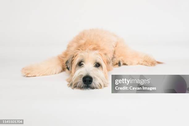 wheaten terrier dog laying down on a white background. - dog lying down stock pictures, royalty-free photos & images