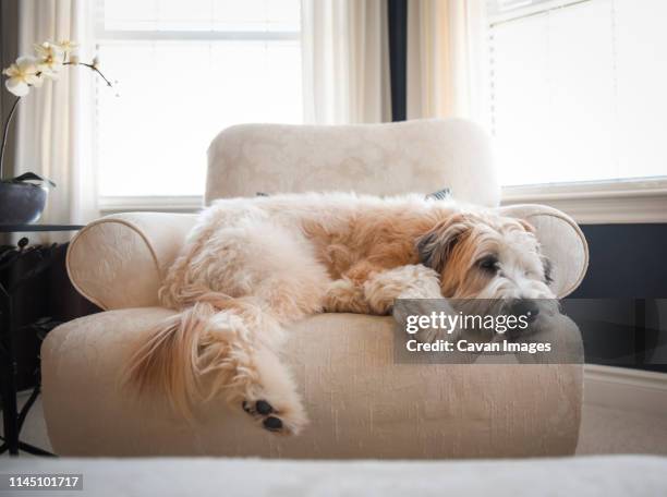 wheaten dog laying on an upholstered chair in a bright room. - soft coated wheaten terrier foto e immagini stock