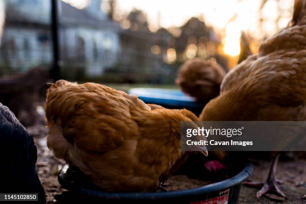 young, red chickens gather in backyard to share food at sunset - north little rock arkansas stock pictures, royalty-free photos & images