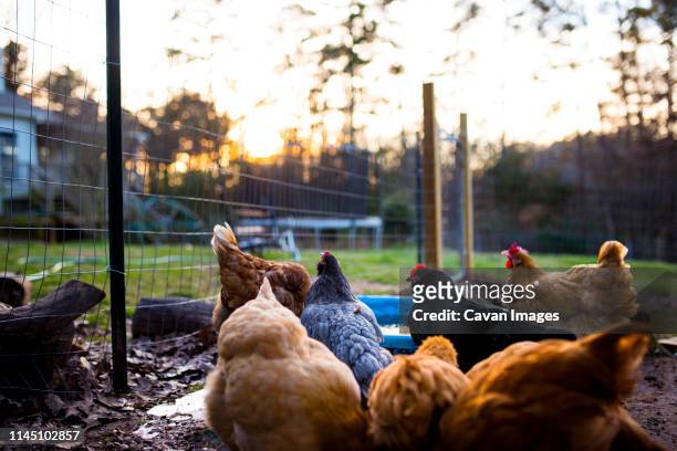 colorful chickens watch the sunset in backyard home - north little rock arkansas stock pictures, royalty-free photos & images