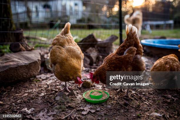 two chickens peck at thier food dish togher in backyard - north little rock arkansas stock pictures, royalty-free photos & images