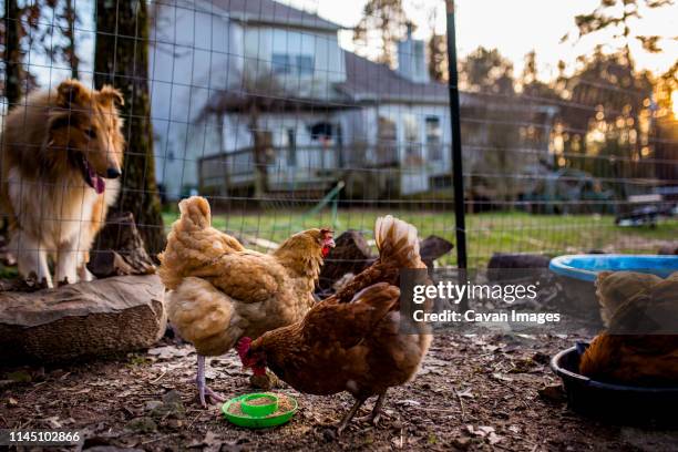 curious collie watches backyard chickens eat at sunset - north little rock arkansas stock pictures, royalty-free photos & images