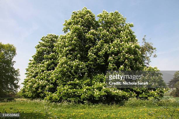 horse  chestnut  trees in spring - kastanie laubbaum stock-fotos und bilder