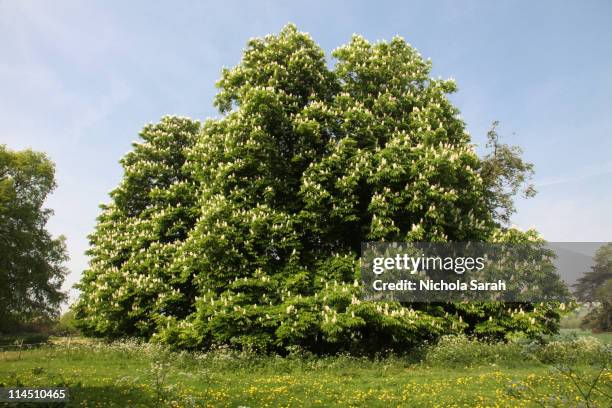 horse  chestnut  trees in spring - chestnut stock pictures, royalty-free photos & images