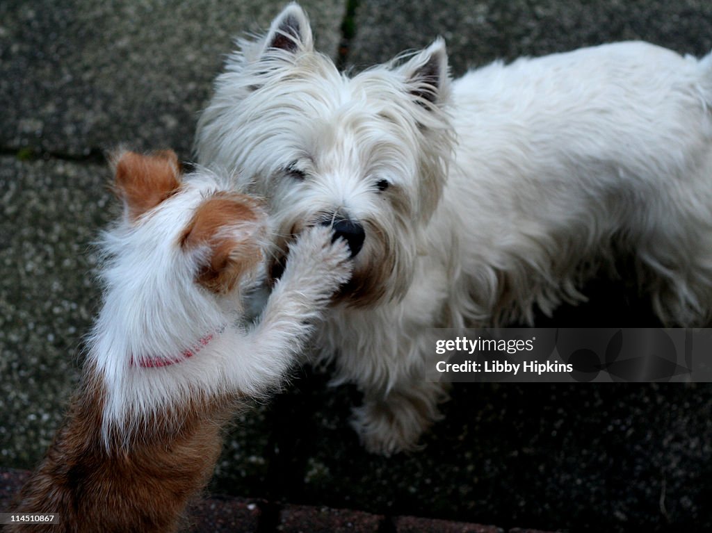 Dog friends