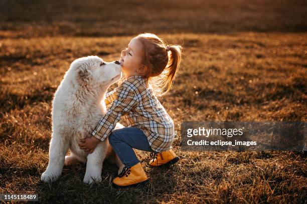 le chien albai est mon favori - cute animals cuddling photos et images de collection