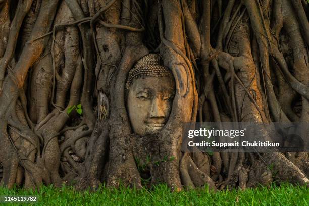 ayutthaya buddha head statue - ayuthaya imagens e fotografias de stock