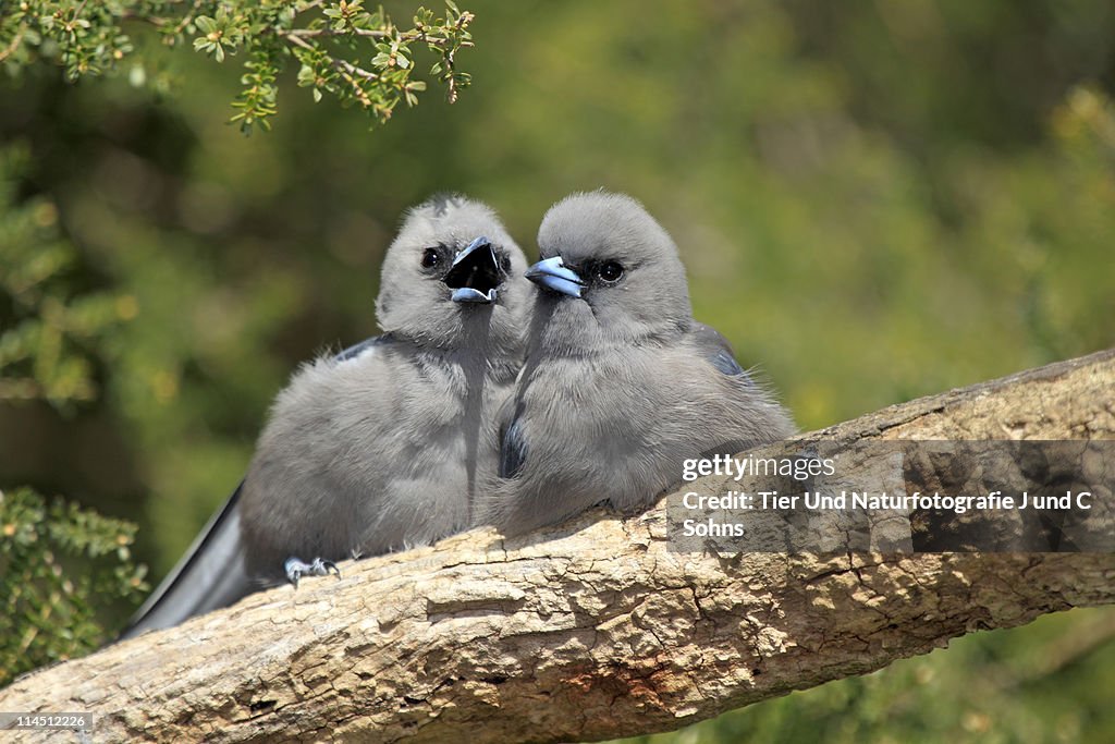 Black Faced Woodswallow (Artamus cinereus)