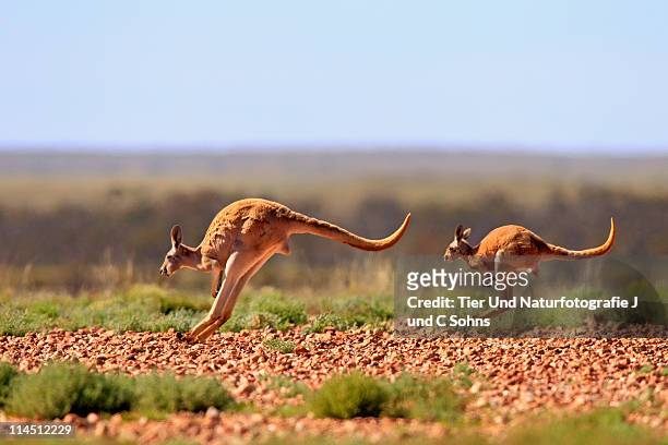rotes riesenkaenguruh - kangaroo jump stock pictures, royalty-free photos & images