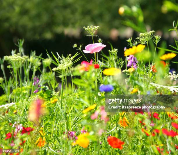 wildflower meadow - fiore di campo foto e immagini stock