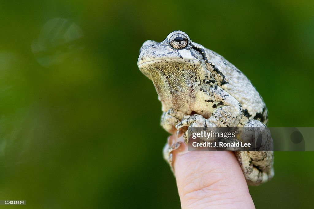 Gray tree frog (hyla versicolor)
