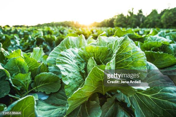 farm field with cabbage, organic food, organic farm, organic farming, healthy lifestyle, healthy food, healthy eating, farm to table - cabbage leafs stock-fotos und bilder