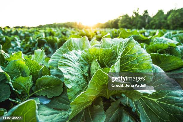 farm field with cabbage, organic food, organic farm, organic farming, healthy lifestyle, healthy food, healthy eating, farm to table - cabbage leafs stockfoto's en -beelden