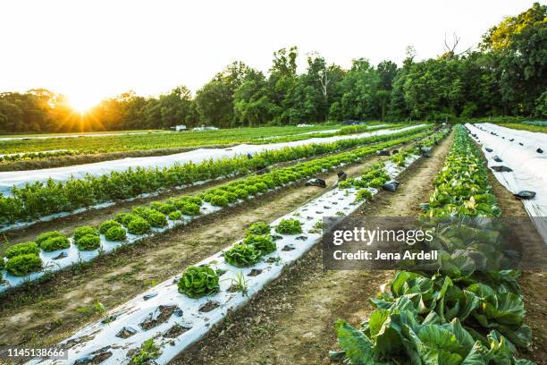 organic farm, organic farming, farm, farming, farm field, farm no people - organic farming imagens e fotografias de stock