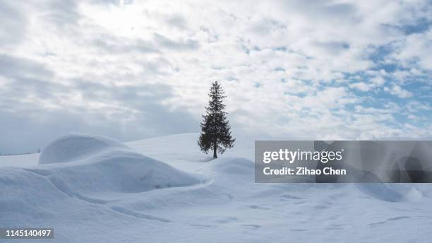 christmas tree in the snowfield - snowfield stock pictures, royalty-free photos & images